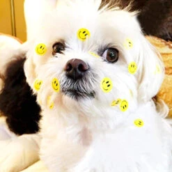 Rouleau De 50 Stickers SMILEY Pour Sécurité Enfant à Vélo 9 Rouleau De 50 Stickers SMILEY Pour Sécurité Enfant à Vélo -Messingschlager Soldes rouleau de 50 stickers smiley pour securite enfant a velo 2